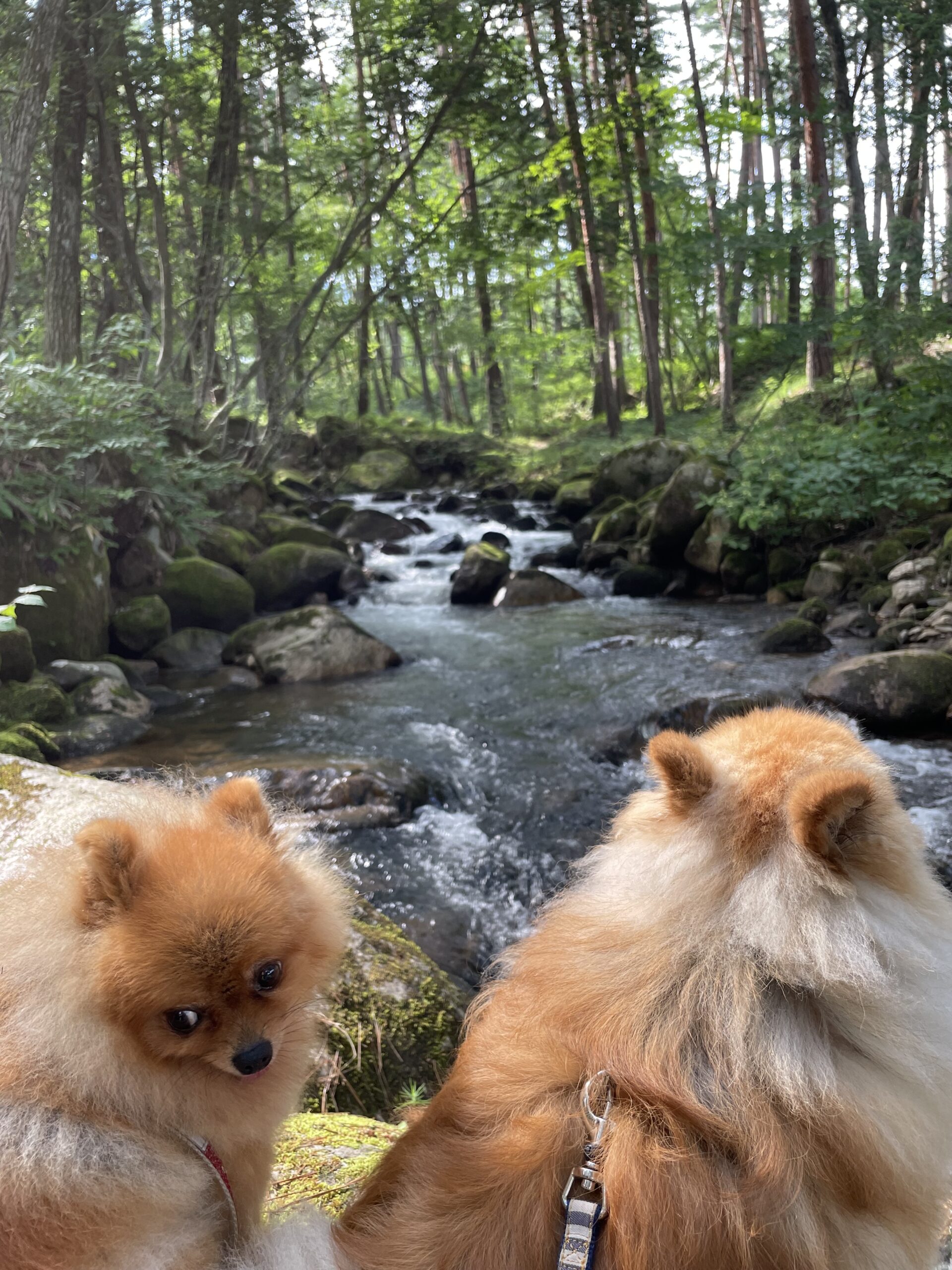 あなたが現在見ているのは お客様より感想を頂きました